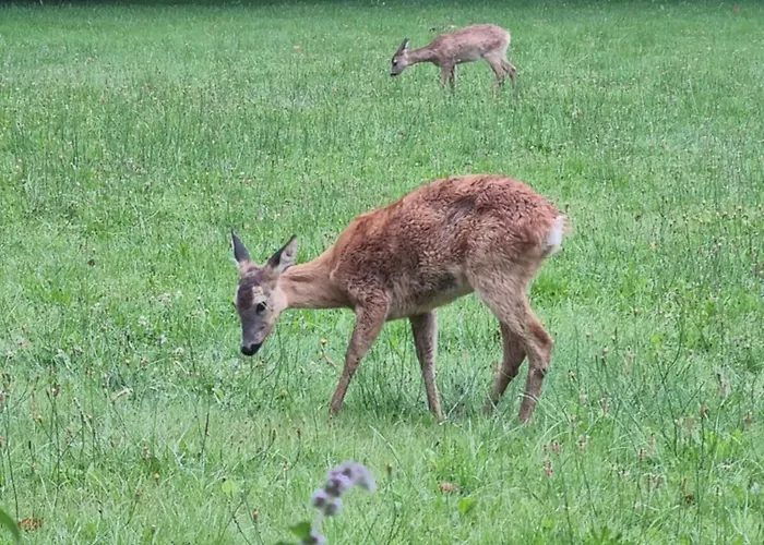 Agermosegaard * Assens